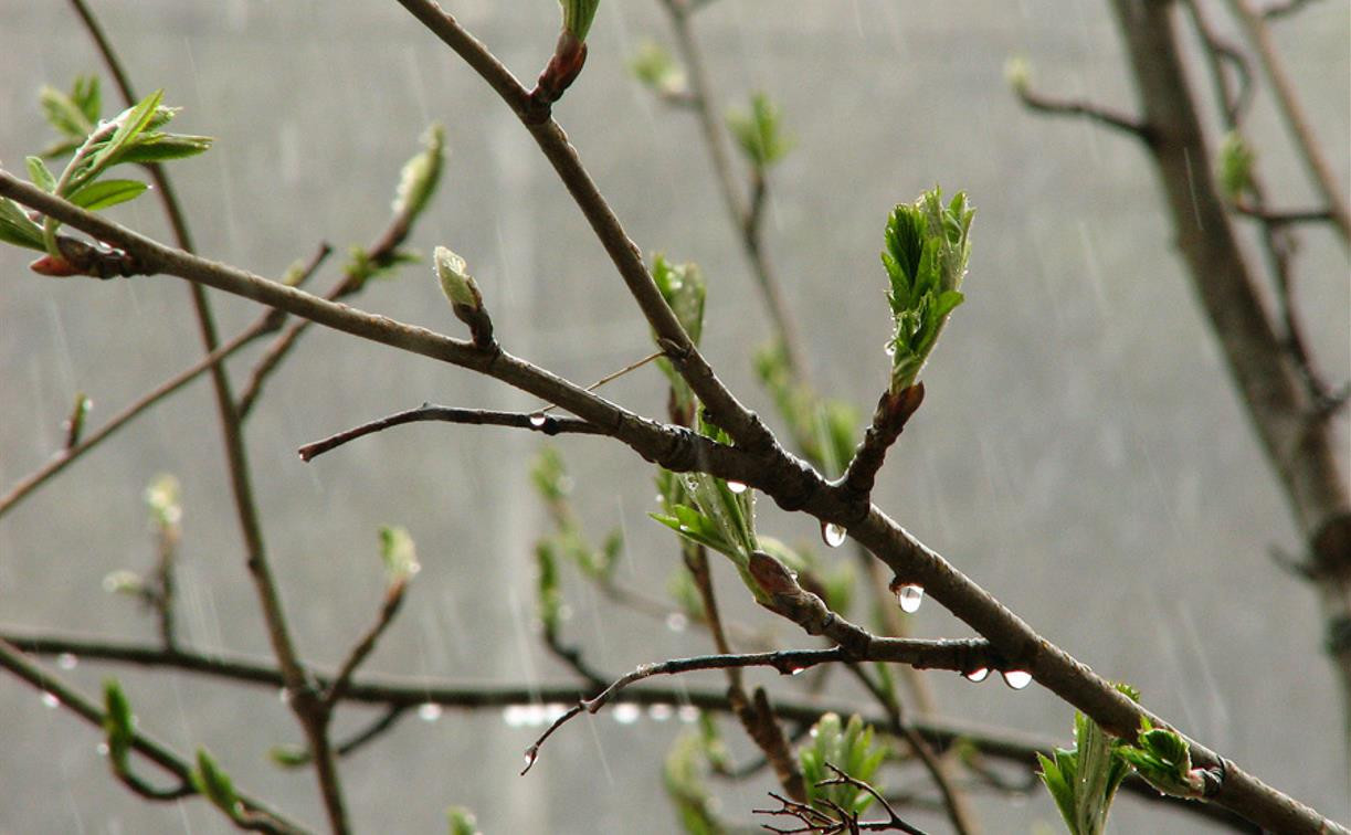 Погода в Туле 20 апреля: облачно, дождливо и ветрено