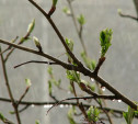 Погода в Туле 20 апреля: облачно, дождливо и ветрено