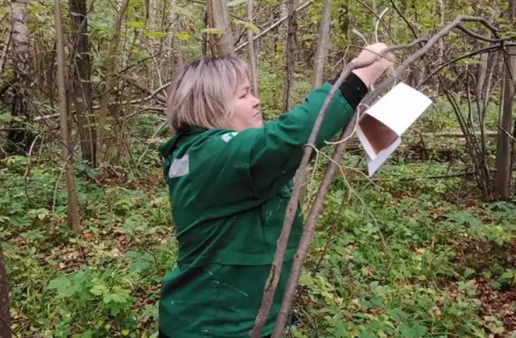 Специалисты проверят, угрожает ли зимняя пяденица тульским лесам