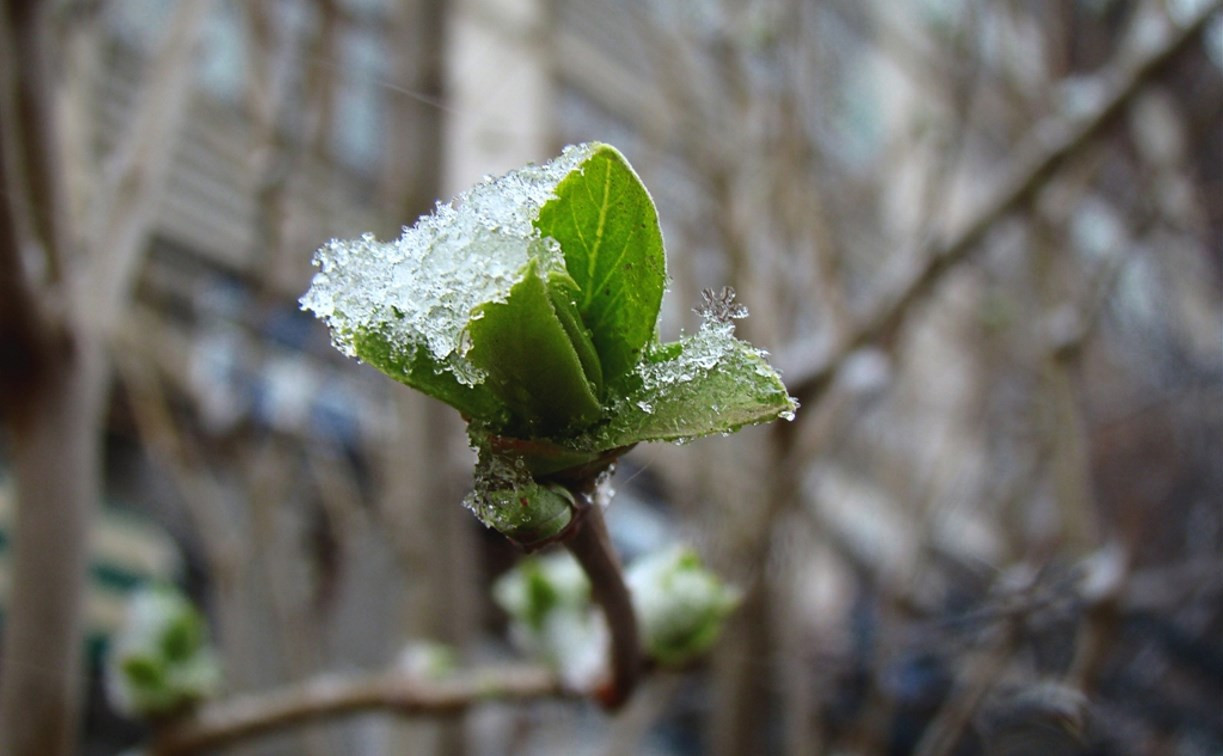 Погода в Туле 16 марта: мокрый снег, ветер и потепление
