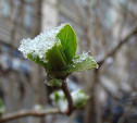 Погода в Туле 16 марта: мокрый снег, ветер и потепление