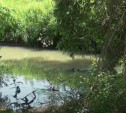Массовая гибель рыбы в Тульской области: найден виновный в экологической катастрофе на реке Упёрта 
