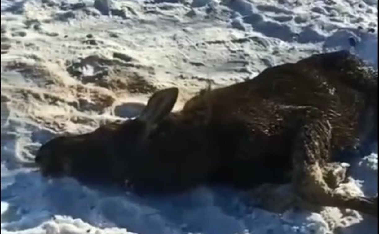 В Тульской области спасли лосенка, который тонул в Упе