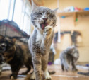 В Туле волонтеры спасли более 60 кошек из адской квартиры