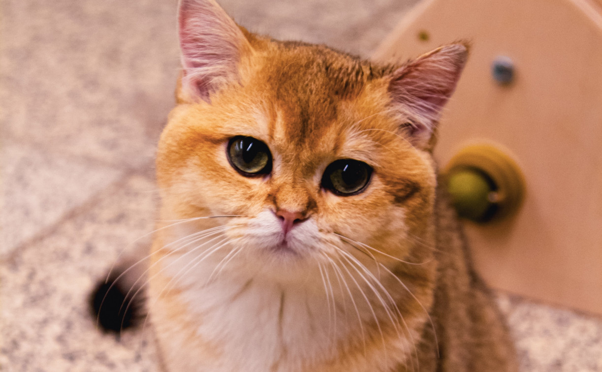 В Туле появится «Котодеревня»: там поселится более 40 пушистиков разных пород