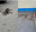 Жители Донского заметили на улицах мертвых собак