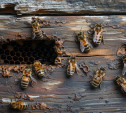 В Тульской области создали электронный сервис для пчеловодов