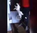 Бил и держал в морозилке кошку: в Новомосковске жители поймали изверга и заставили извиниться