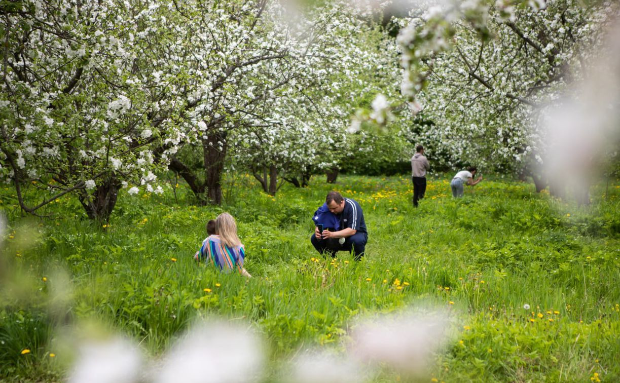 Когда в Ясной Поляне зацветут яблоневые сады? 