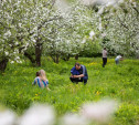 Когда в Ясной Поляне зацветут яблоневые сады? 