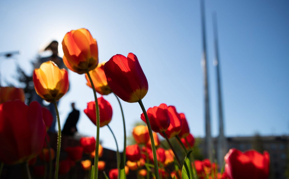 200 тысяч тюльпанов, 103 тысячи петуний и сотни роз: Тула готовится к масштабному озеленению