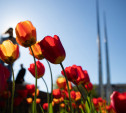 200 тысяч тюльпанов, 103 тысячи петуний и сотни роз: Тула готовится к масштабному озеленению