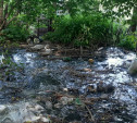 По тульской деревне Старое Басово течет река из фекалий