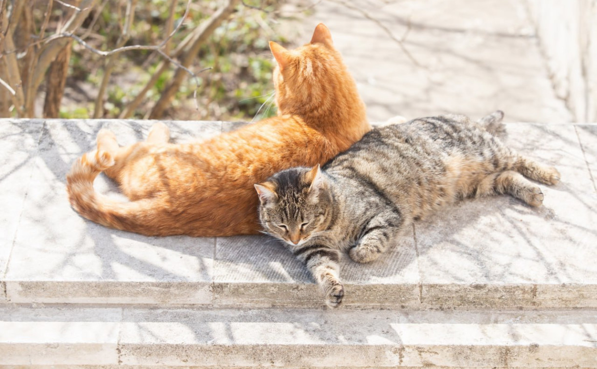 Погода в Туле 22 апреля: потепление и без осадков