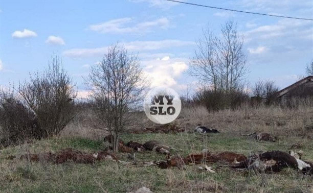 150 мертвых коров: в Тульской области зафиксирован массовый падеж скота