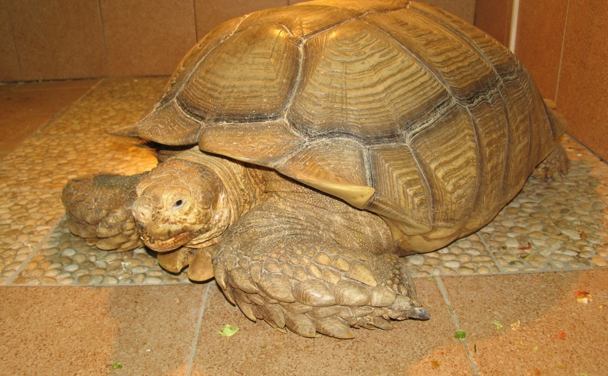 В Тульском экзотариуме поселилась огромная черепаха