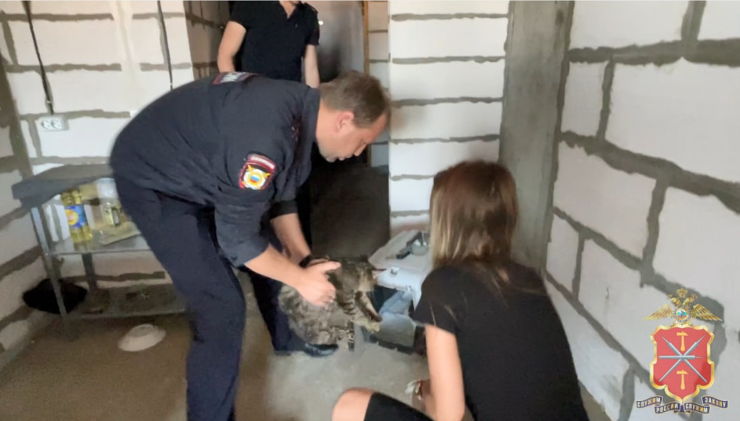 В Туле полиция опечатала квартиру с кошками: животных передали волонтерам