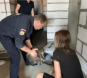 В Туле полиция опечатала квартиру с кошками: животных передали волонтерам