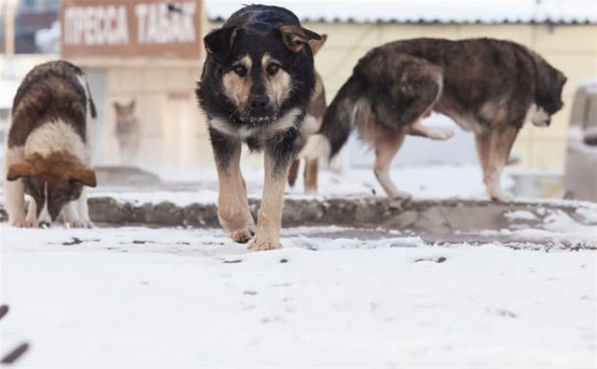 25 и 27 января в Алексине будут отлавливать бездомных собак