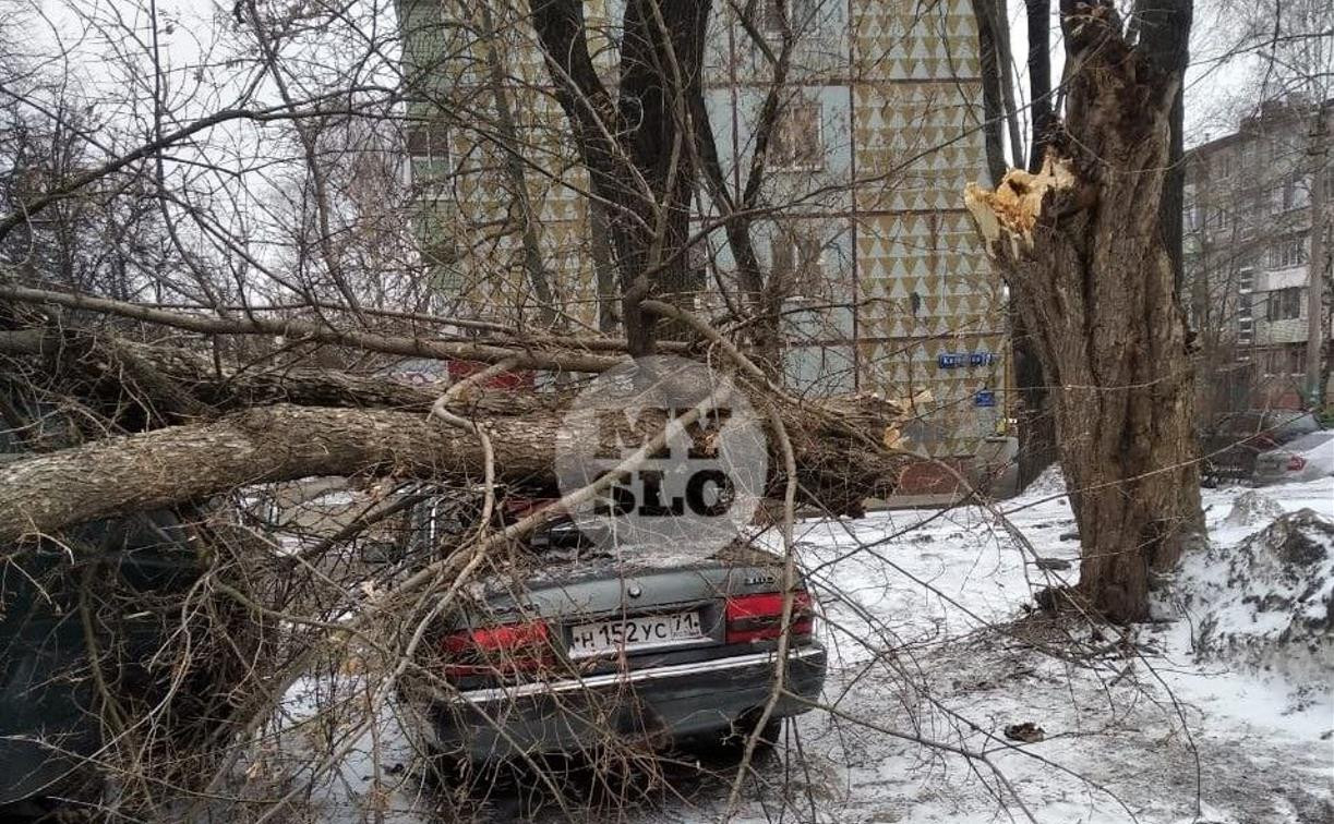 В Туле на ул. Калинина упавший с дерева сук проломил крыши двух автомобилей
