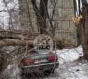 В Туле на ул. Калинина упавший с дерева сук проломил крыши двух автомобилей