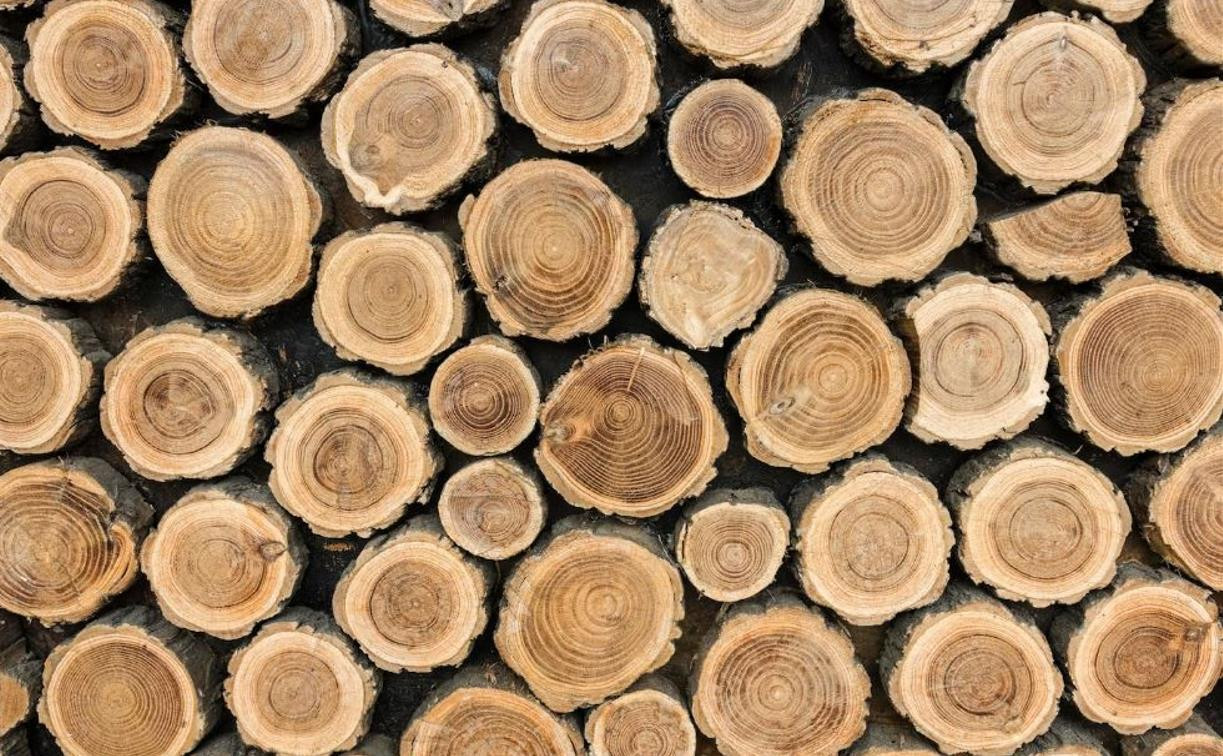 В Тульскую область с нарушениями ввезли древесину из Коми
