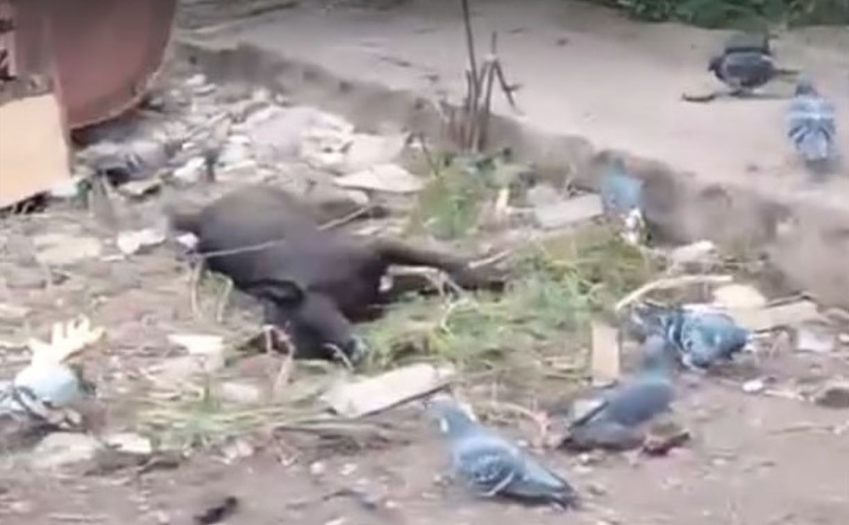 В Липках массово травят бездомных собак: на улицах валяются трупы