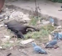 В Липках массово травят бездомных собак: на улицах валяются трупы