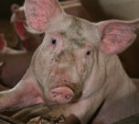 В «Лазаревском» обнаружена африканская чума свиней