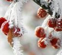Погода в Туле 26 ноября: мороз, туман, небольшой снег