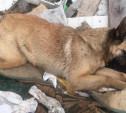 В Тульской области по факту убийства собак из монастырского приюта возбуждено уголовное дело