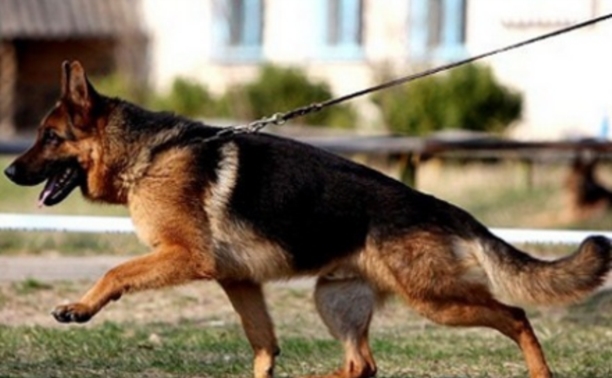 В Куркино полицейская собака помогла поймать грабителя