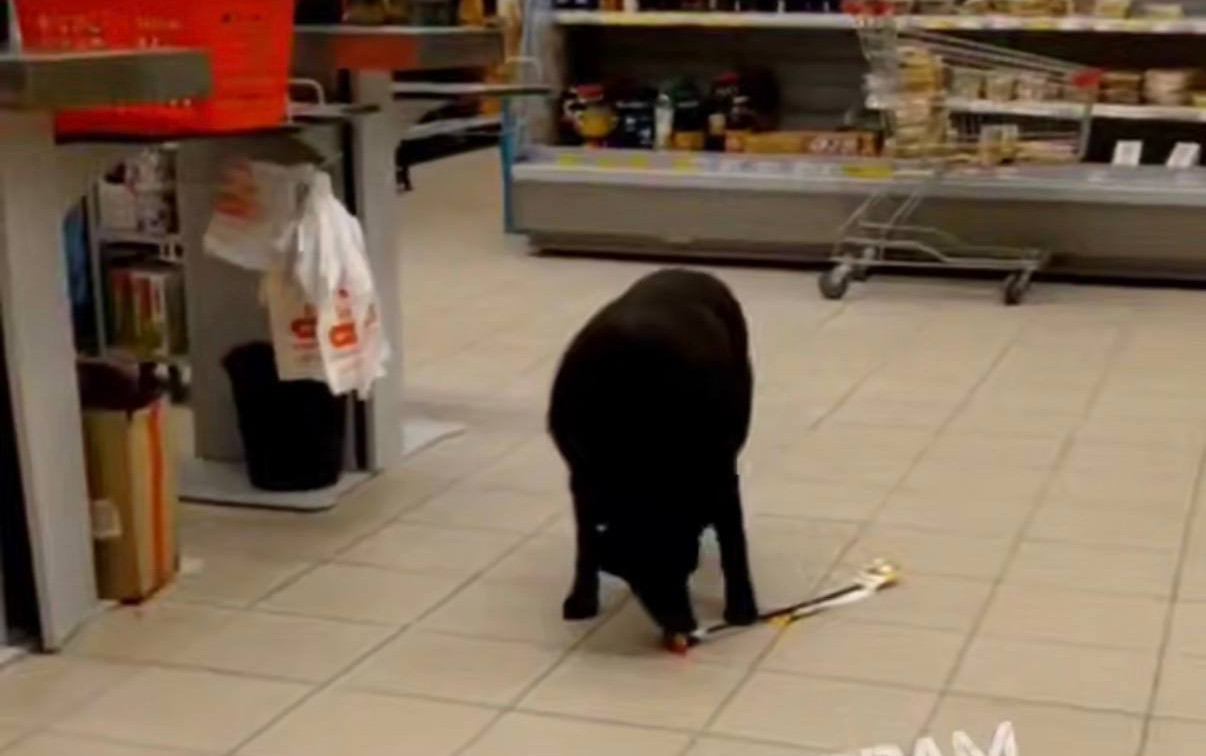 В Туле бездомный пес пытался украсть игрушку из магазина на Одоевском шоссе 