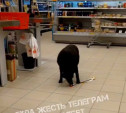 В Туле бездомный пес пытался украсть игрушку из магазина на Одоевском шоссе 
