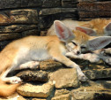 В Тульском экзотариуме в сентябре посетителей очаровали пустынные лисицы фенеки