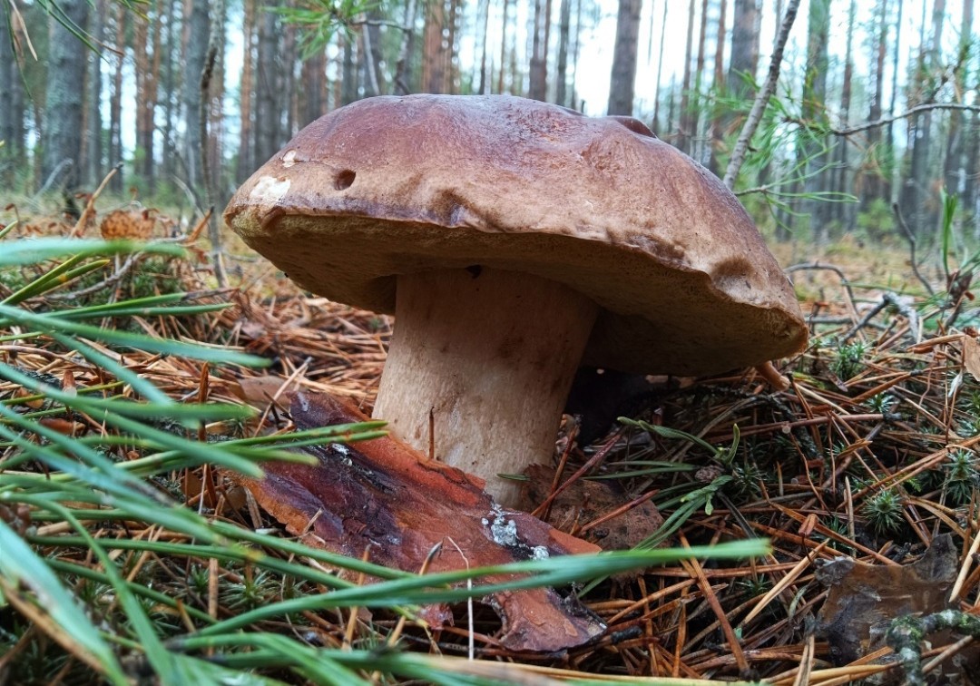 Туляки смогут получить разрешение на сбор краснокнижных грибов через «Госуслуги»