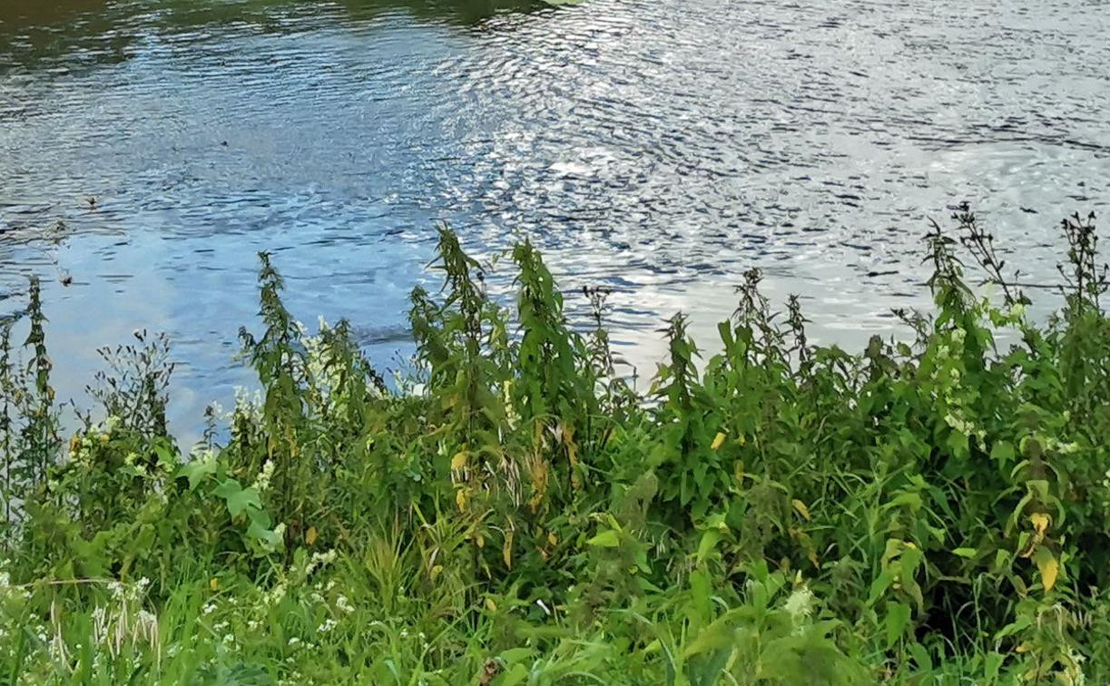 В Алексине в реке обнаружили труп пенсионера