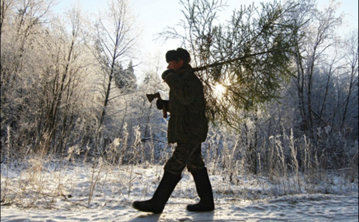 В Госдуме предложили разрешить россиянам самостоятельно рубить ёлки к Новому году