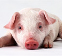 В регионе объявлен карантин из-за африканской чумы свиней 