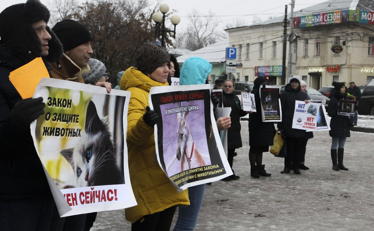 Более 8000 туляков требуют запретить убийство бездомных животных