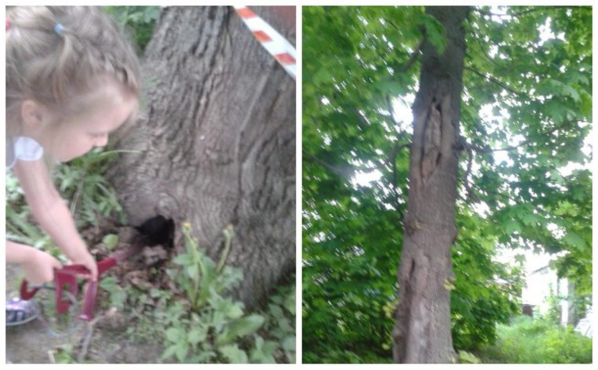 «Рухнут прямо на нас!»: тулячка пожаловалась на старые деревья, которые ей обещали спилить и не пилят