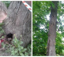 «Рухнут прямо на нас!»: тулячка пожаловалась на старые деревья, которые ей обещали спилить и не пилят
