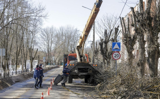 Кронирование деревьев в Туле: варварство или благоустройство?