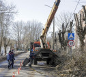 Кронирование деревьев в Туле: варварство или благоустройство?