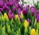 В Туле появятся ярмарки по продаже цветов к 8 Марта