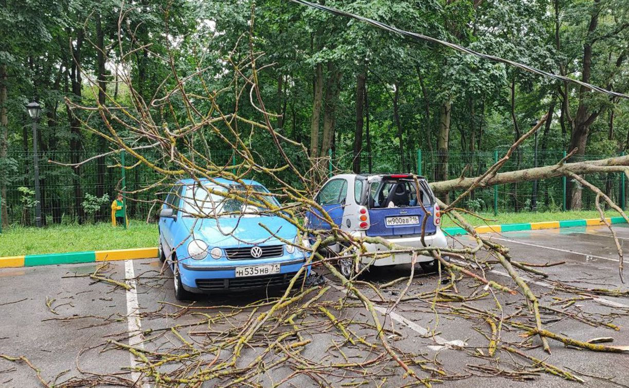 В Платоновском парке упавшее дерево повредило два автомобиля: фоторепортаж