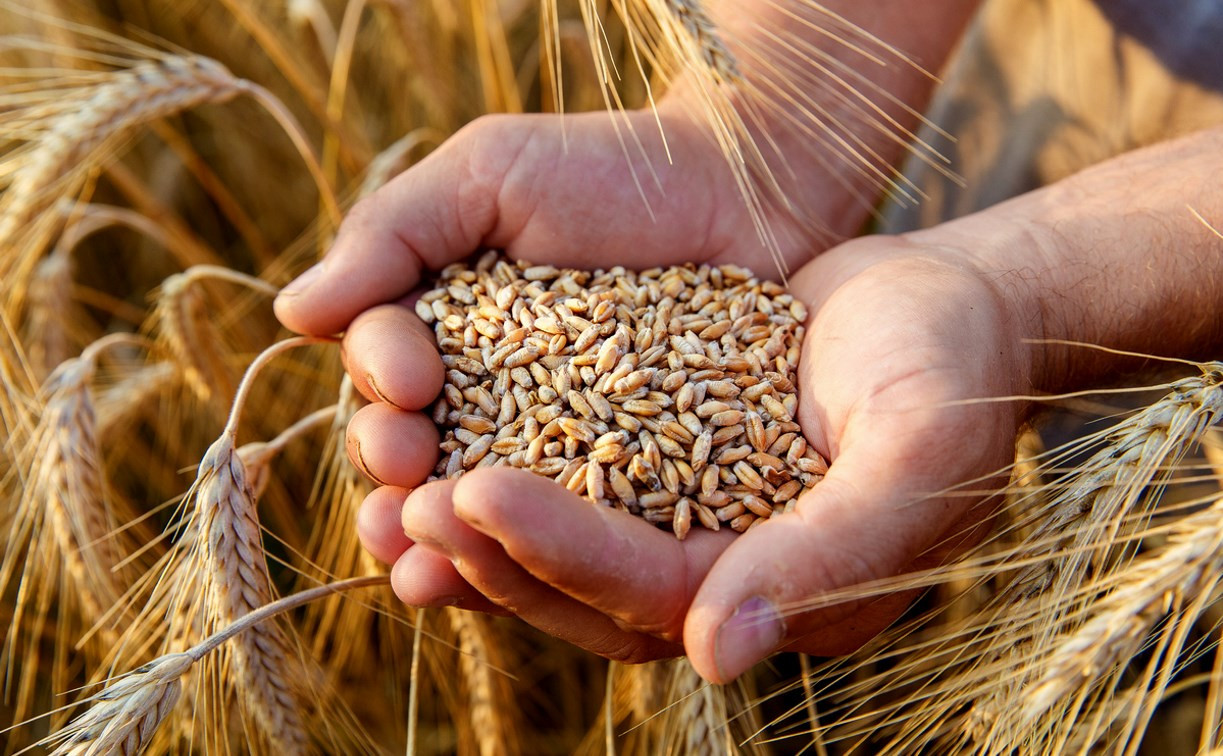 Тульские аграрии намолотили более 1,5 млн тонн зерна