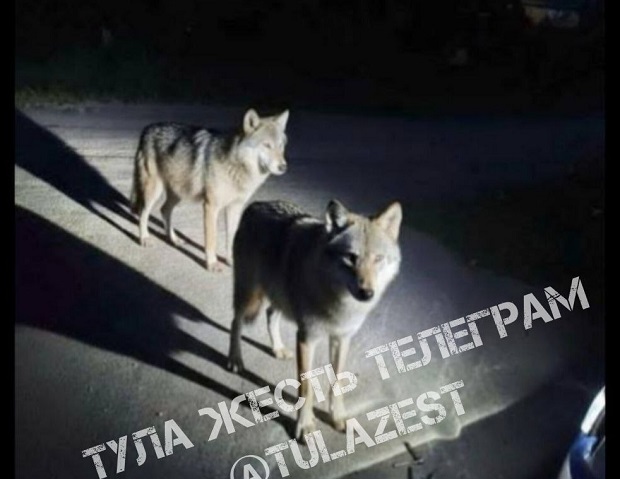 Волки на фото в Тульской области оказались фейком