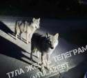 Волки на фото в Тульской области оказались фейком