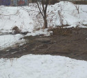 Слив нечистот в тульский пруд: коммунальщики устранили неполадки